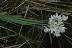 Allium humile